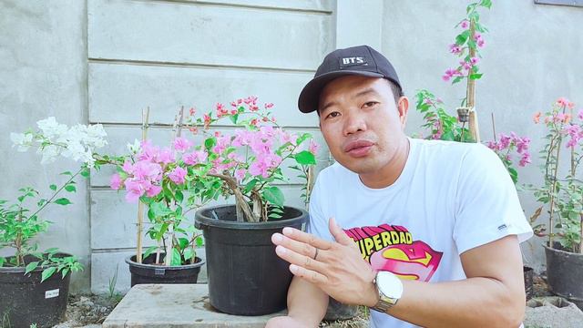 Bougainvillea Bracts (Flowers) | Bakit Nagbabago-bago Ang Kulay?