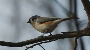 На тропинке, луной запорошенной Муз. Е.Анисимова . Н. Палькина  спела Г.Погорельская.mp4