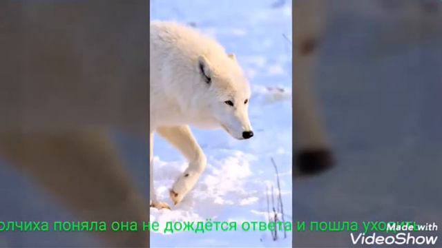 Грустная история волка и волчицы смотреть онлайн