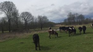 10 коров, мини ферма!  Обзор техники!