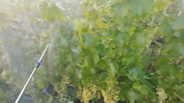 Піджива виноградних кущів-Фосфор,калій,мікро-макро елементи-11.08.2022 рік. смотреть онлайн