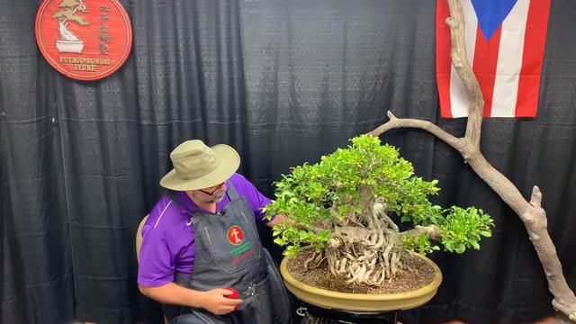 Parte II: Transformación de ficus "green gem" смотреть онлайн