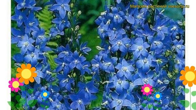 Колокольчик пирамидальный Лавендэр Блю. Краткий обзор, описание campanula pyramidalis Lavender Blue смотреть онлайн
