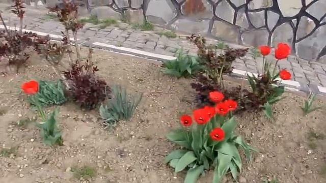 Весенние цветы 2. Spring Flowers 2 смотреть онлайн