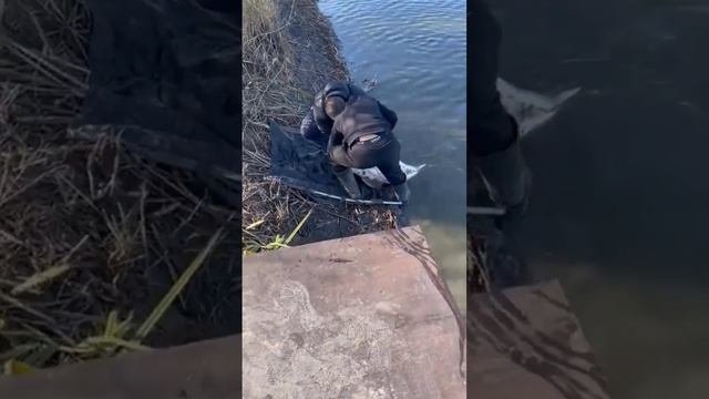 Огромный осётр! Рыбалка. Fishing ? big fish. смотреть онлайн