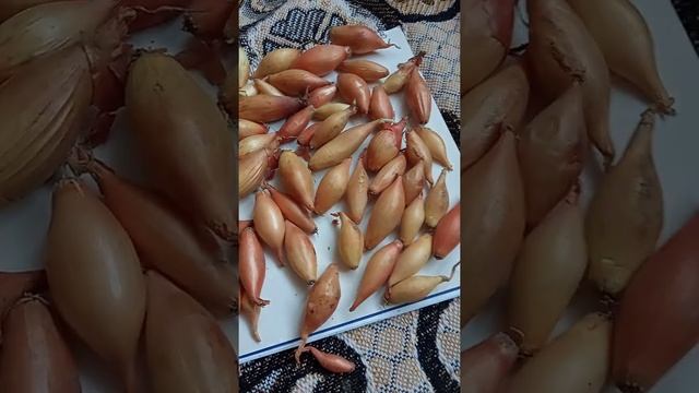 Лук саженец Бирнформиге смотреть онлайн