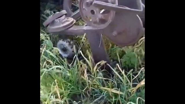 Копаем чеснок! Скоба для подкопки чеснока в работе! смотреть онлайн