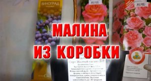23 января. ЖЕЛТЫЙ ВЕЛИКАН, НЕ ПОДВЕДИ.mp4