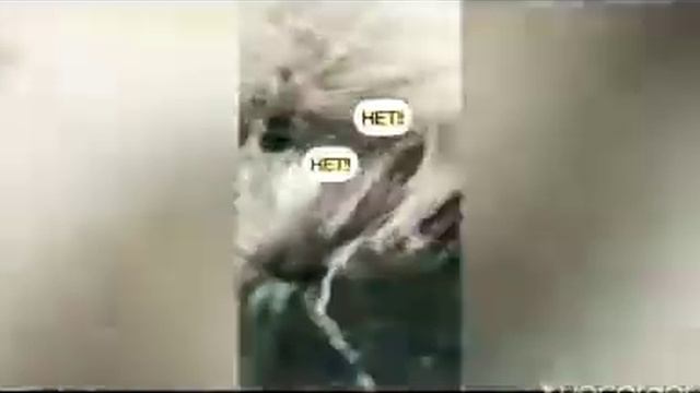 2 минуточки смеха🤣/несколько САМЫХ СМЕШНЫХ ПРИКОЛОВ ПРО ЖИВОТНЫХ/реакция смотреть онлайн