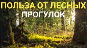 Почему полезно гулять в лесу / Польза прогулок по лесу