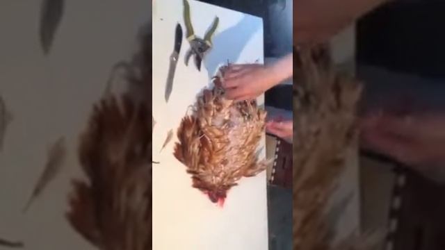 Перосъемная машина ПМ-7М отзывы. смотреть онлайн