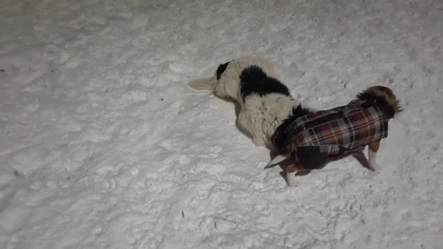 Ландсир Умка и бигль Фаня. смотреть онлайн