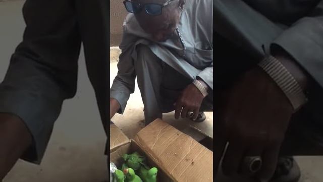 Psittacula krameri baby (Senegal) смотреть онлайн