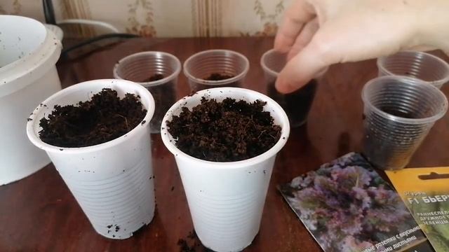 Выращивание рассады в марте: Посев семян растений в кокосовый субстрат. смотреть онлайн