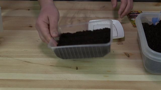 Как посеять АЛИССУМ САМЫЙ ЛУЧШИЙ СПОСОБ