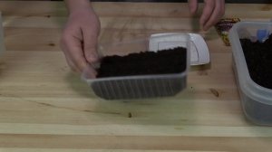 Как посеять АЛИССУМ САМЫЙ ЛУЧШИЙ СПОСОБ