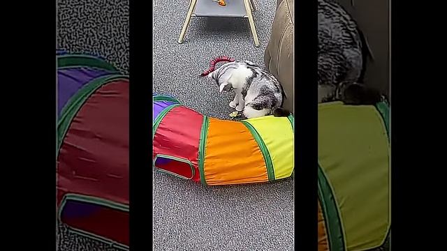 змея игрушка для кошек смотреть онлайн