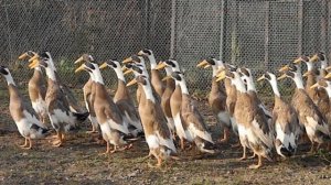 Разведение уток породы Индийский Бегунок как бизнес идея | Птицеводство | Утки индийский бегунок