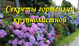 Секреты гортензии крупнолистной