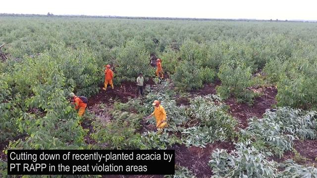 Acacia removed in Kampar Peninsula after inaction by pulp giant смотреть онлайн