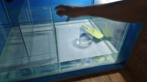 Худший герметик для аквариума