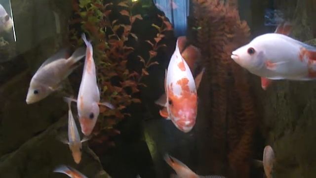 АКВАРИУМНЫЕ РЫБКИ смотреть онлайн