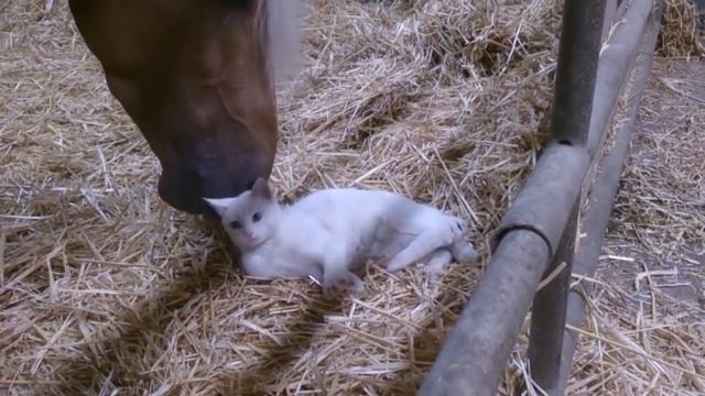 Лучший друг кота - Лошадь! смотреть онлайн