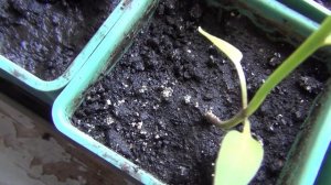 Болезнь рассады Перцев