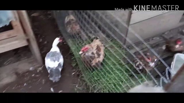 Осень, утки в линьке, одеваются к зиме//наседки смотреть онлайн