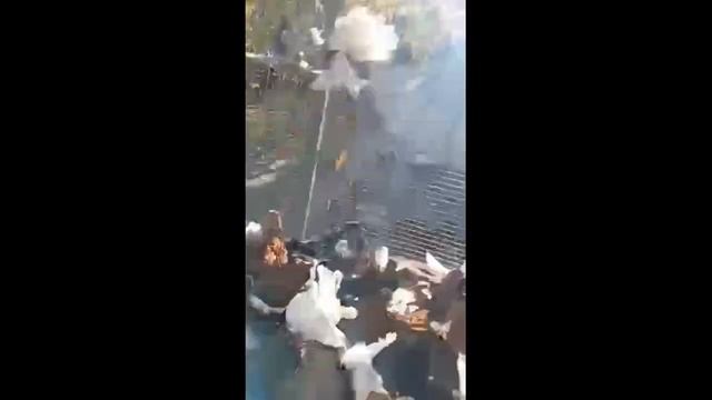 Мраморные павлины и статные голуби Володи смотреть онлайн