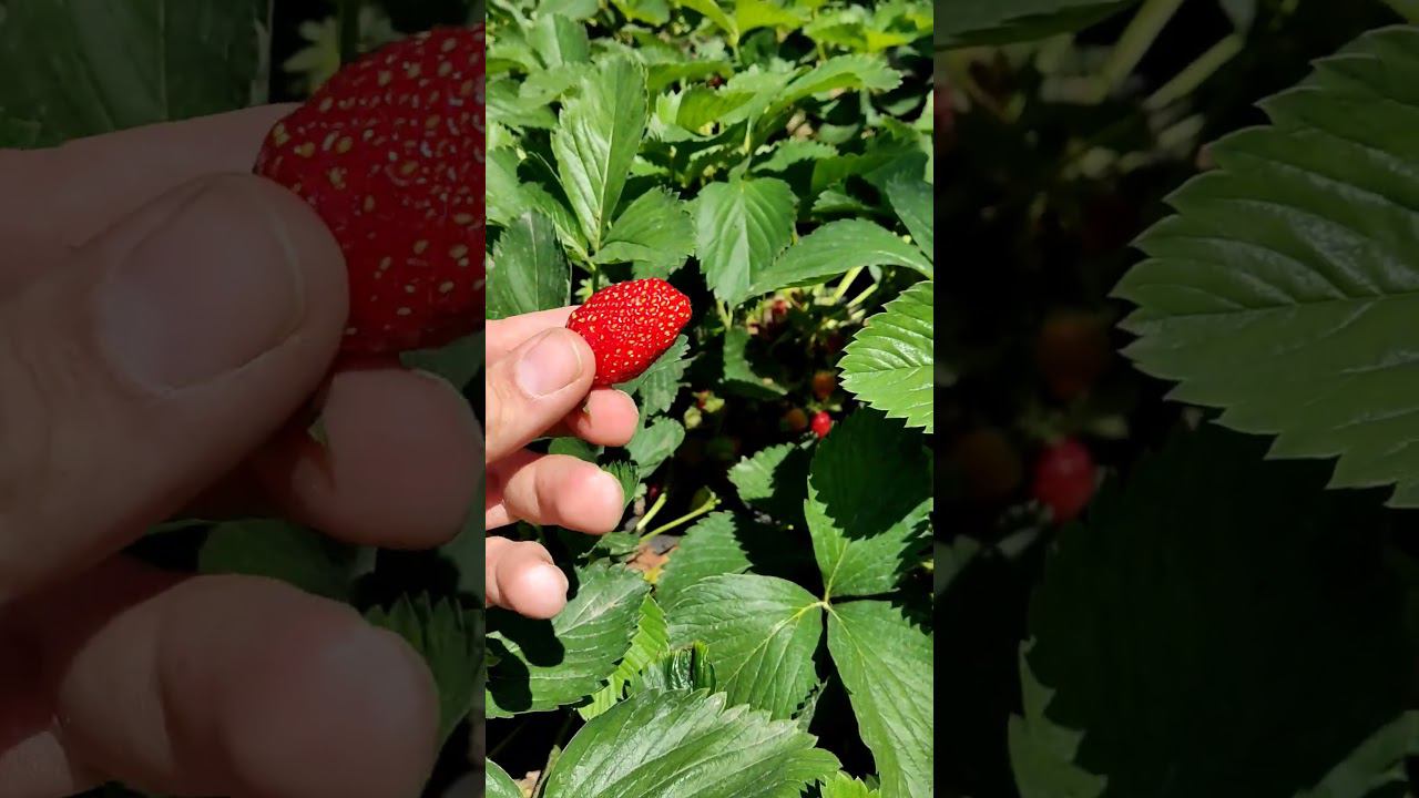 Сбор клубники кубанской смотреть онлайн