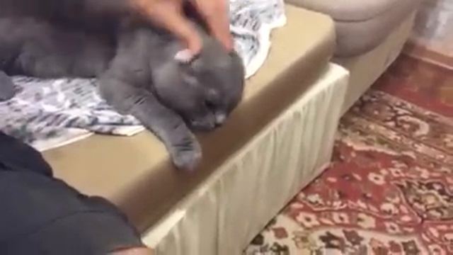 Шотландский кот разговаривает! смотреть онлайн