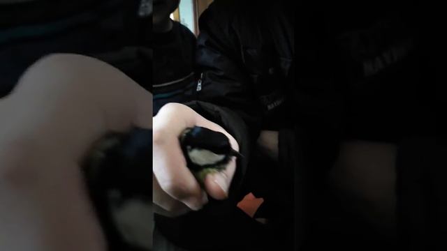 До нас залетіла синичка / Шумная семейка смотреть онлайн
