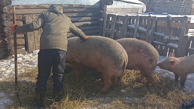 поросятки смотреть онлайн