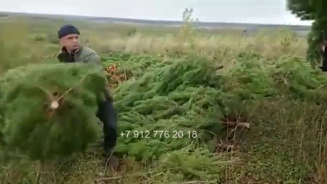 Оптом с делянки новогодние елки (сосны) отправляем по всей России. Livepines.ru ☎️ +79127762018 смотреть онлайн