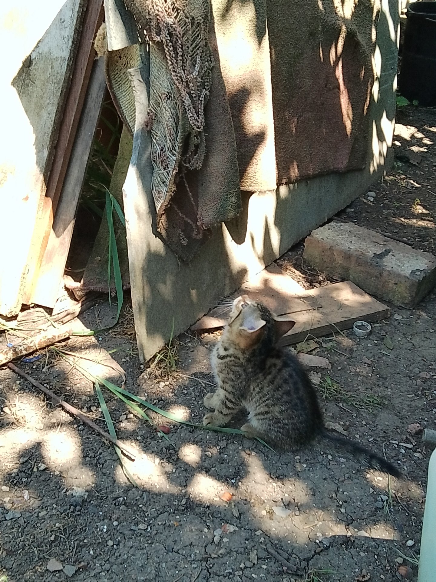 Мама кошка и Табуся