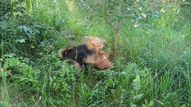 Welsh Terriers : good-bye June! 2018. смотреть онлайн