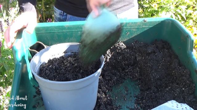 3 Allium Bulbs To Plant In Autumn | Alliums In Pots | How To Grow Alliums | Allium Planting Guide