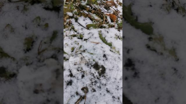 Как защитить сад от грызунов (мышей) зимой смотреть онлайн