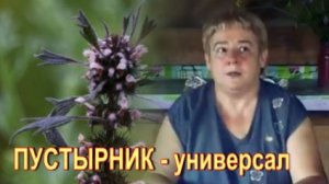 Валентина Миронова Пустырник и его лечебные свойства