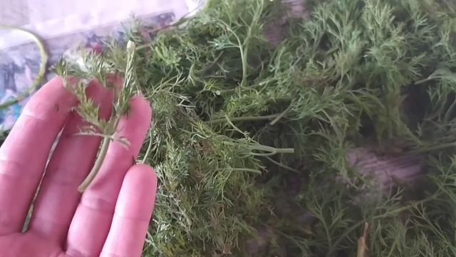Как заготовить укроп и петрушку на зиму, чтобы остался свежий вкус. смотреть онлайн