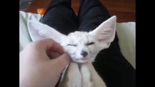 Лис-фенек| Фенек на съемку в Москве - 8 (965)380-13-11 смотреть онлайн