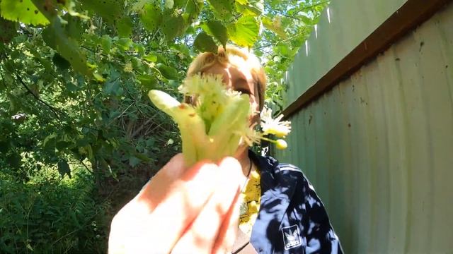 АРОМАТ ЛЕТА СОБИРАЮ ЛИПОВЫЙ ЦВЕТ смотреть онлайн