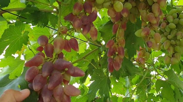 Виноград ДУБОВСКИЙ РОЗОВЫЙ. Лучший из лучших сортов винограда. смотреть онлайн