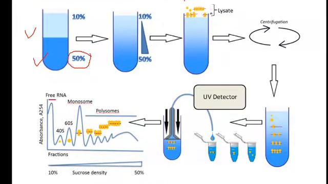 Polysome Profiling | #CSIRNET #GATE #ICMR #IITJAM #ICAR #MSC #BSC смотреть онлайн