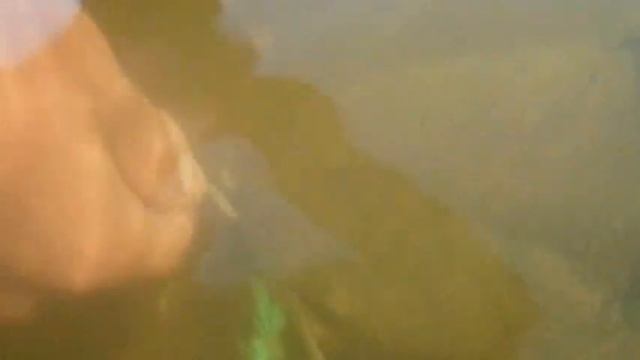 Кормление Сома. Сом_Елец смотреть онлайн