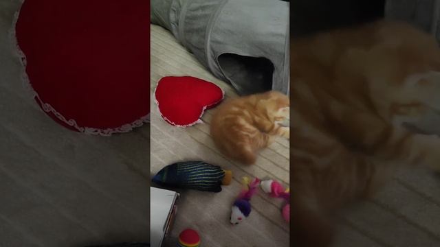 Утренний шур-шур смотреть онлайн