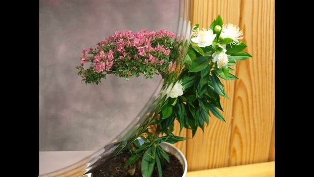 Мирт и его лечебные свойства смотреть онлайн