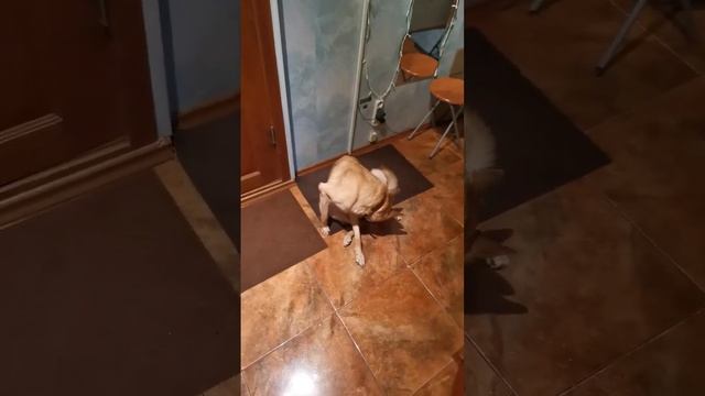 Ева идет гулять. смотреть онлайн