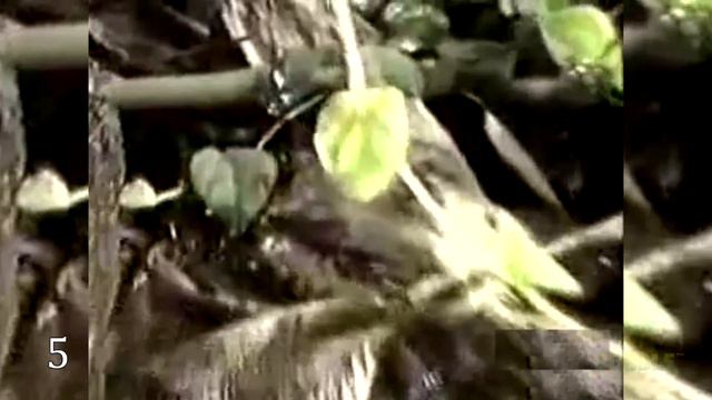 10 Awesome Animals Instincts Caught On Camera